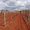Istria: Wine Across Borders