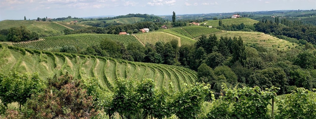 Green rolling hills and vineyards with a light blue sky and clouds