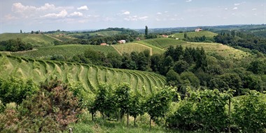 GROW: A Grape with an Identity Crisis