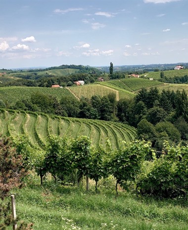 GROW: A Grape with an Identity Crisis