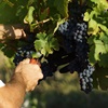 Cabernet Franc In the Loire
