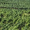 Beyond Sulfur: Viticultural Foliar Spray Programs