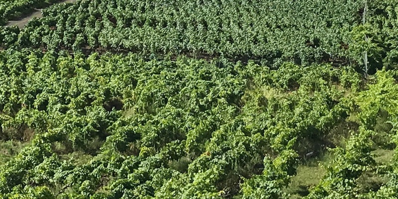 Beyond Sulfur: Viticultural Foliar Spray Programs