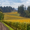 Willamette Valley’s Way with Chardonnay