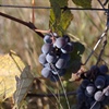 Hybrid Grapes: Where They Came From and Where They’re Going