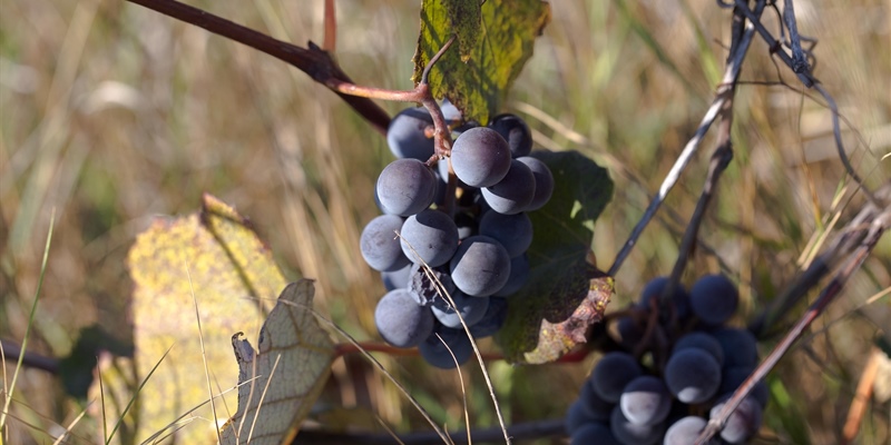 Hybrid Grapes: Where They Came From and Where They’re Going