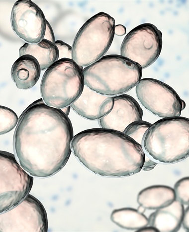 An Introduction to Non-Saccharomyces Yeasts