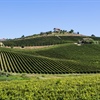 Montepulciano: The Next Great Grape?