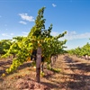 Too Much of a Good Thing: How Vine-Pull Schemes Can Help Grow a Sustainable Industry