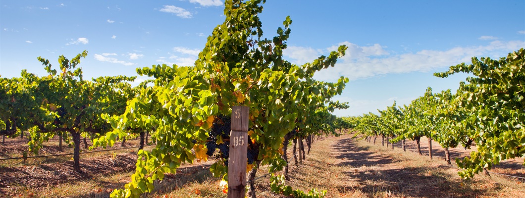 Too Much of a Good Thing: How Vine-Pull Schemes Can Help Grow a Sustainable Industry