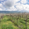 California’s Trellising Systems Adapt with the Times