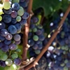 The Diversity of Oak Knoll: One of Napa Valley’s Great Appellations