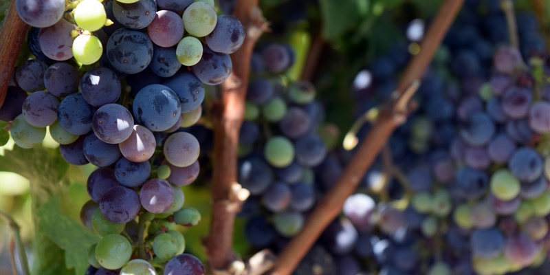 The Diversity of Oak Knoll: One of Napa Valley’s Great Appellations