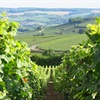 View between two rows of vines, with vineyards and hills in the distance