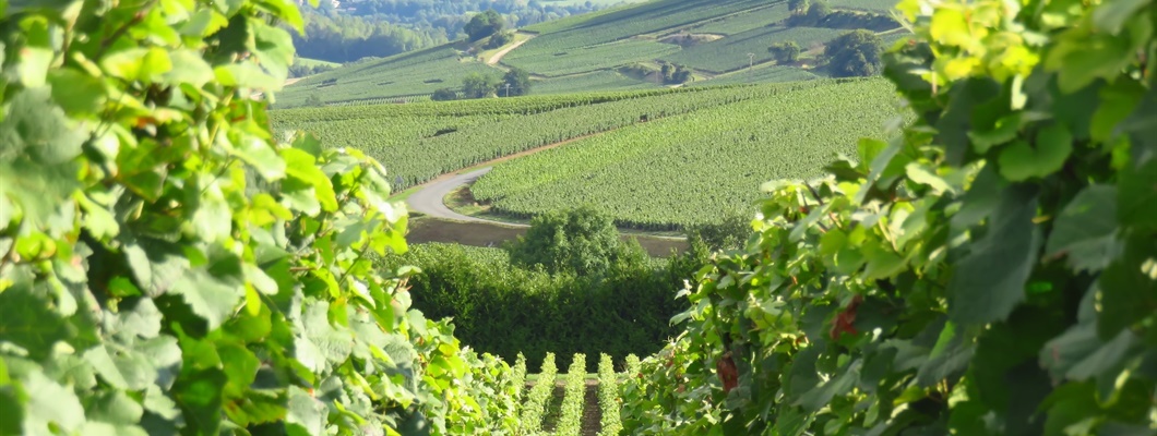 View between two rows of vines, with vineyards and hills in the distance