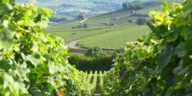 Coteaux Champenois: Rules, Reality, and New Momentum