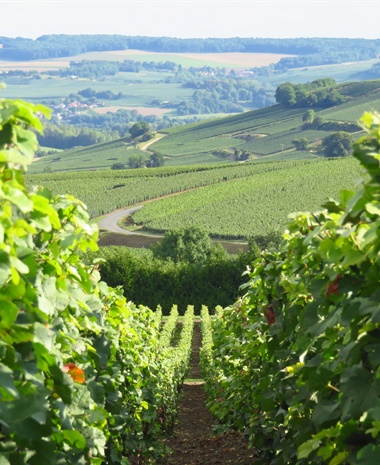Coteaux Champenois: Rules, Reality, and New Momentum