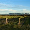 The Australian Ark: The History and Promise of the Australian Wine Industry