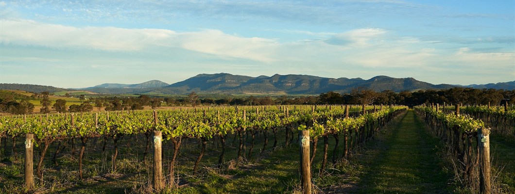 The Australian Ark: The History and Promise of the Australian Wine Industry