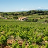 Vibrant green vineyards near Châteauneuf-du-Pape