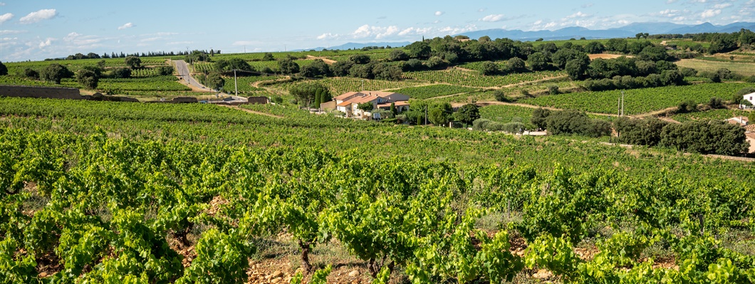 Vibrant green vineyards near Châteauneuf-du-Pape