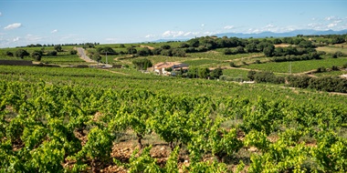 Vintage Decade: Southern Rhône 1990s