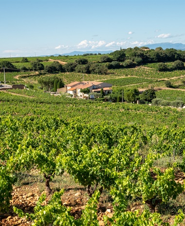 Vintage Decade: Southern Rhône 1990s
