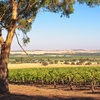 Vintage Decades: Barossa Valley 1990s and 2000s