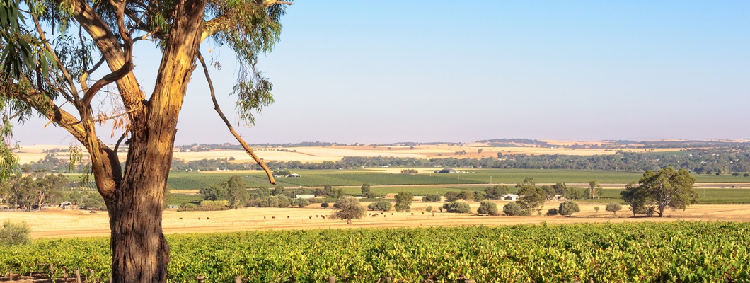 Vintage Decades: Barossa Valley 1990s and 2000s