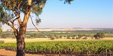 Vintage Decades: Barossa Valley 1990s and 2000s