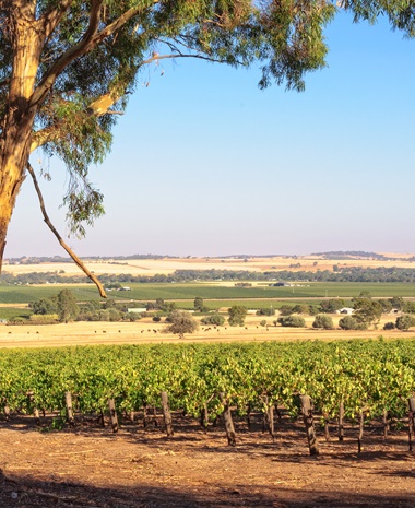 Vintage Decades: Barossa Valley 1990s and 2000s