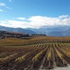 Vineyards with mountains in the background