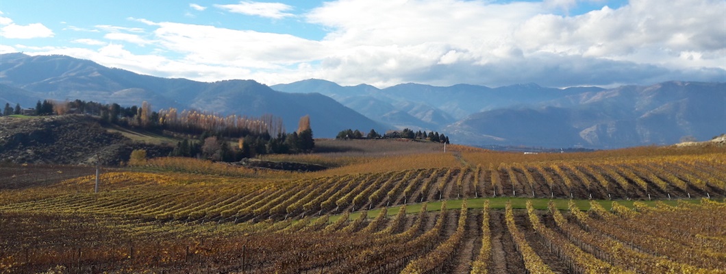 Vineyards with mountains in the background