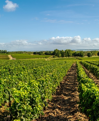 Vintage Decade: Médoc 1980s