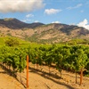 Vintage Decade: Revisiting the Judgment of Paris Wines