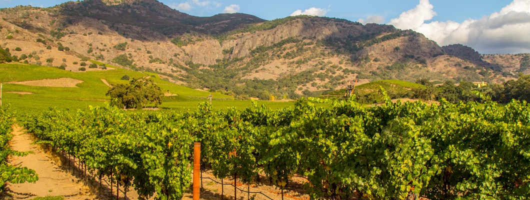 Vintage Decade: Revisiting the Judgment of Paris Wines