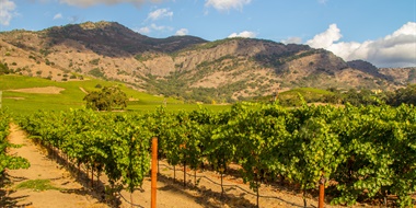 Vintage Decade: Revisiting the Judgment of Paris Wines