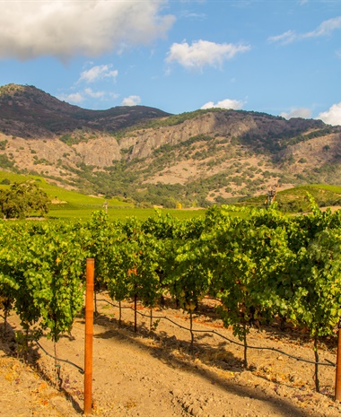 Vintage Decade: Revisiting the Judgment of Paris Wines