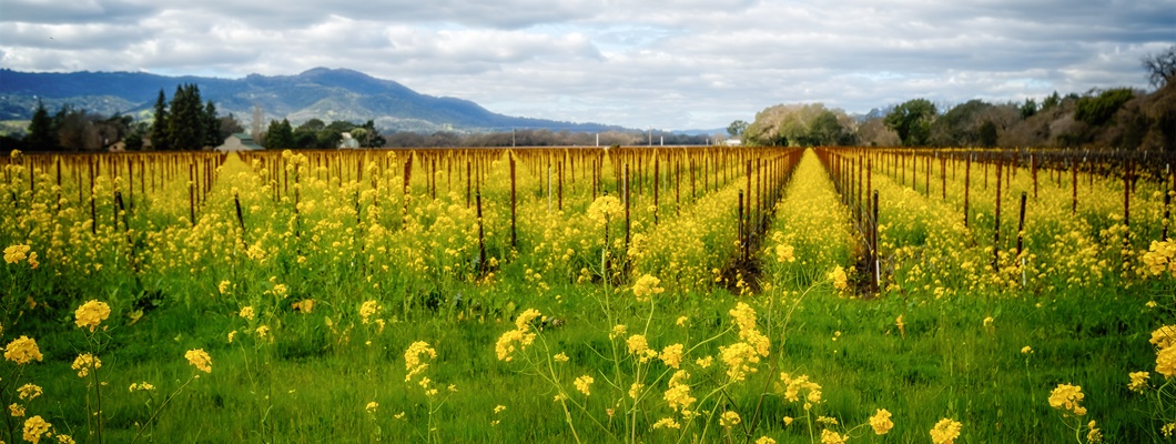 Vintage Decade: Napa Valley 1980s