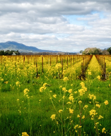 Vintage Decade: Napa Valley 1980s