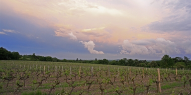 Vintage Decade: Loire Valley 2000s