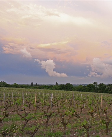 Vintage Decade: Loire Valley 2000s