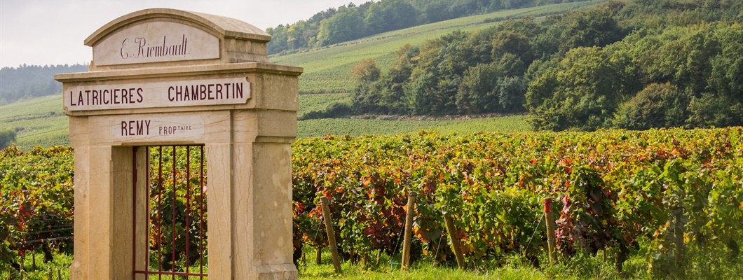 Vintage Decade: Burgundy 1990s