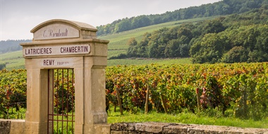 Vintage Decade: Burgundy 1990s