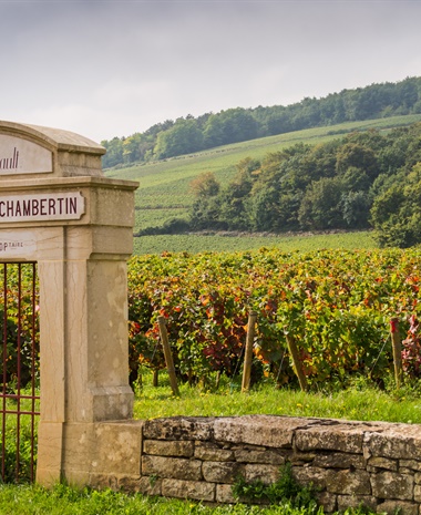 Vintage Decade: Burgundy 1990s