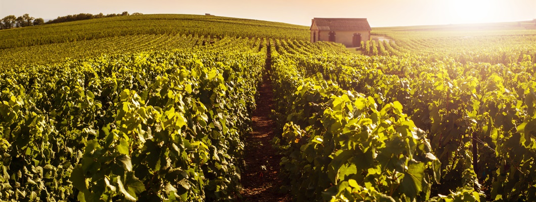 Vintage Decade: Champagne 1990s