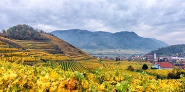 Vintage Decade: Wachau 2000s