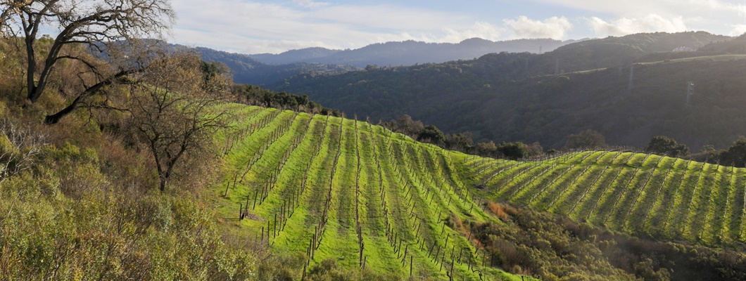 Santa Cruz County and New Planting Data