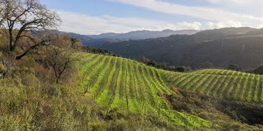 Santa Cruz County and New Planting Data