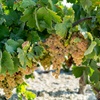 bunches of white grapes hang on a leafy green vine